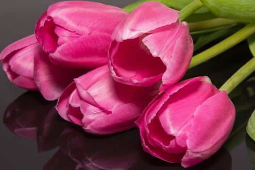 group of flower - pink tulips isolated on black background