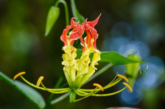 Gloriosa Superba or Climbing Lily is a climber with spectacular red and yellow flowers, but all parts of the plant are extremely poisonous, Taken in Thailand