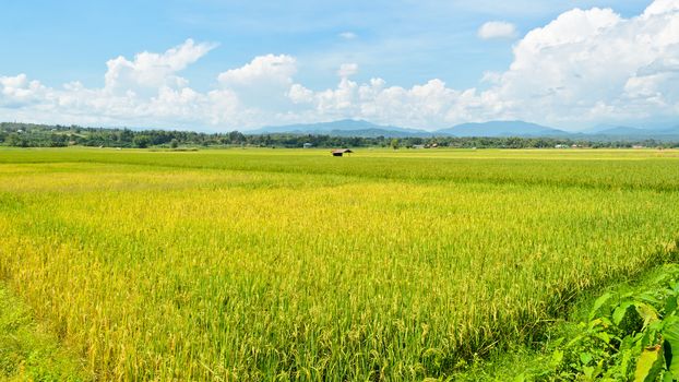 Beautiful landscape of rice fields in Thailand
