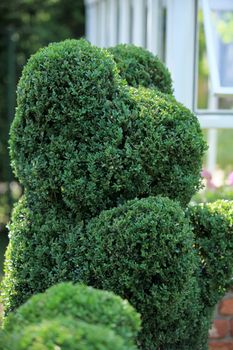 topiary in the Regular l garden 