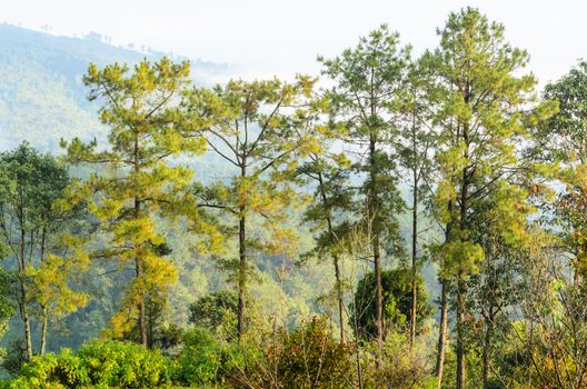 Kesiya tree growing on the high mountain
