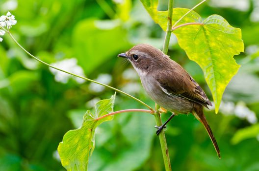 Grey Bushchat bird (female) Looking for a mate.
