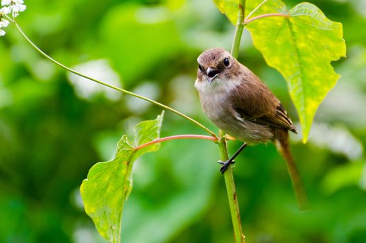 Grey Bushchat bird (female). Sing call for a mate.
