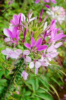 Multi-colored Cleome (spider flower) in garden. It is a floral fragrance.
