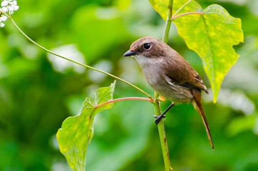 Grey Bushchat bird (female) Staring with suspicion
