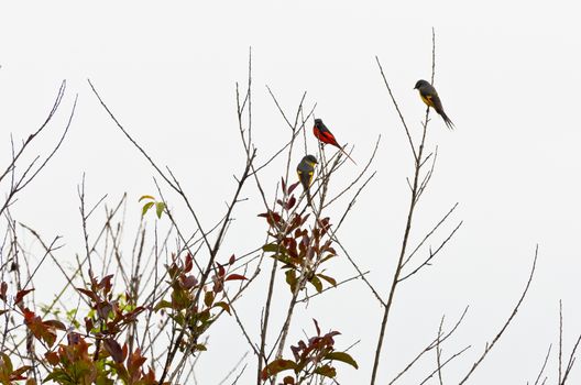 Scarlet Minivet birds (Pericrocotus Flammeus) Males are redness, Female and the chicks will be yellow in Thailand