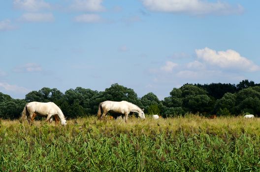 Rural landscape with horses grazing on the autumn meadow