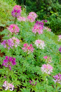 Cleome or Hasslerana with multi-colored in Garden flowers