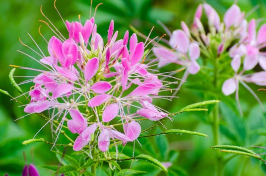 Close up pink Cleome or Spider flower filled with dew drops in garden