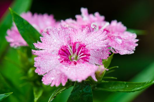 Close up pink Dianthus or Sweet William flowers filled with dew drops