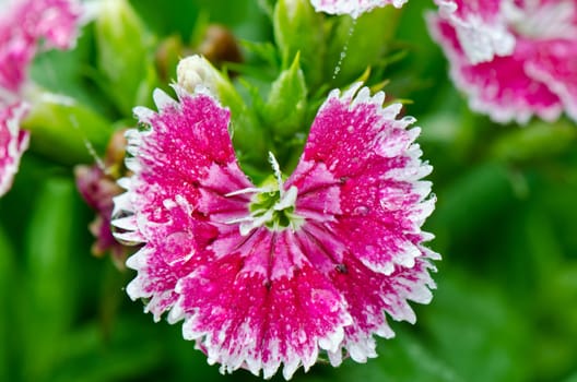 Close up pink Dianthus or Sweet William flowers filled with dew drops