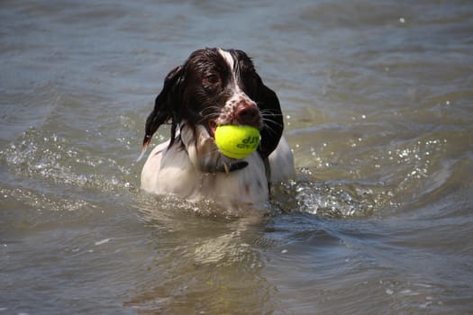 cute working type english springer spaniel playing in the sea