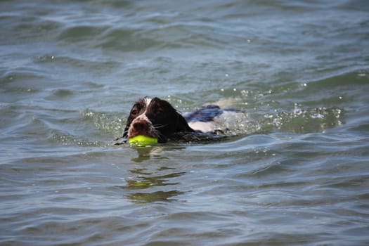 cute working type english springer spaniel playing in the sea