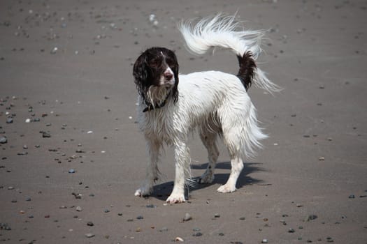 working type liver and white english springer spaniel pet gundog