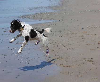 working type engish springer spaniel pet gundog jumping on a sandy beach