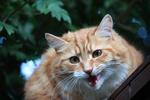 Beautiful long haired ginger cat