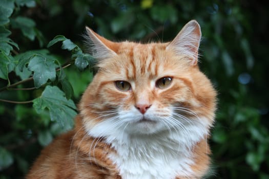 Beautiful long haired ginger cat