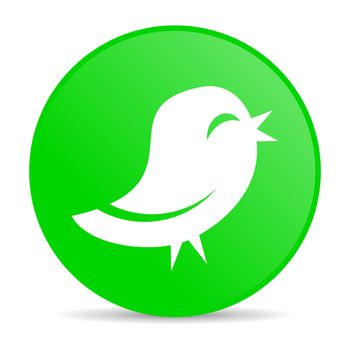 twitter internet icon