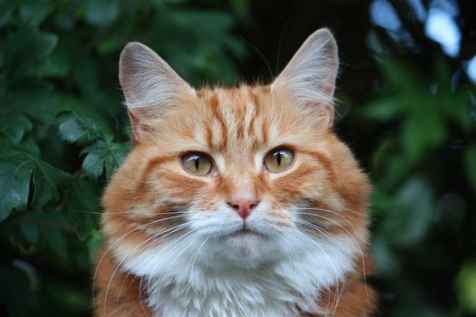 Beautiful long haired ginger cat