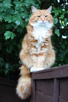 Beautiful long haired ginger cat