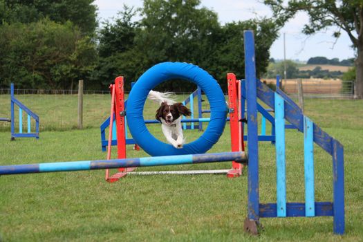 a working type english springer spaniel pet gundog jumping an agility jump