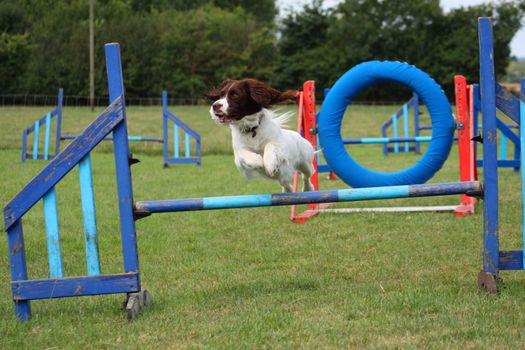 a working type english springer spaniel pet gundog jumping an agility jump