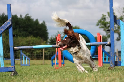 liver and white working type english springer spaniel pet gundog running