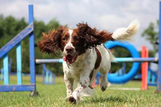 liver and white working type english springer spaniel pet gundog running