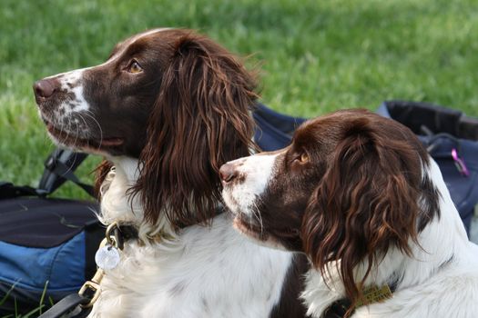 two pretty liver and white working type english springer spaniel pet gundogs