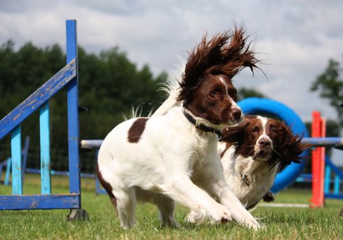 liver and white working type english springer spaniel pet gundog running