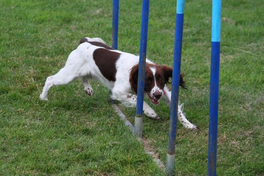 working type english springer spaniel pet gundog weaving through agility weave poles