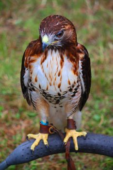 a magnificent hawk with yellow feet