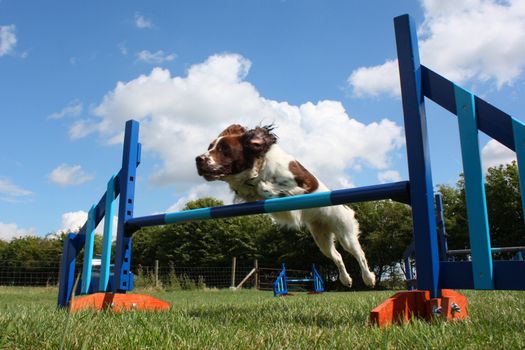 a working type english springer spaniel pet gundog jumping an agility jump