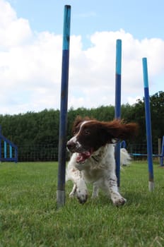 working type english springer spaniel pet gundog weaving through agility weave poles