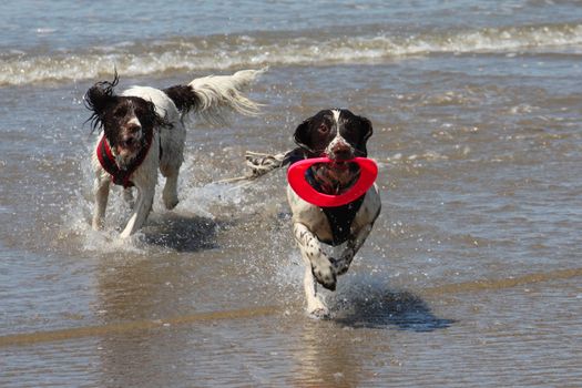 Working type english springer spaniel pet gundog running on a sandy beach;