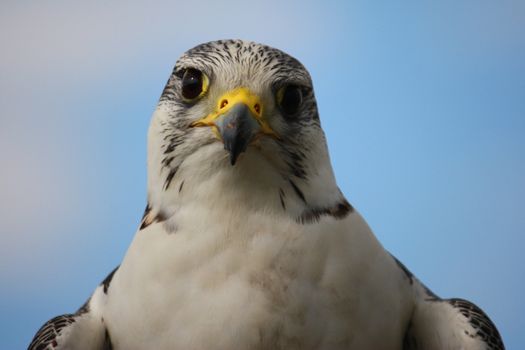 A beautiful white arctic hawk raptor bird