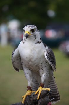 A beautiful white arctic hawk raptor bird