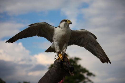 A beautiful white arctic hawk raptor bird