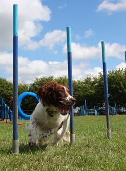 working type english springer spaniel pet gundog weaving through agility weave poles