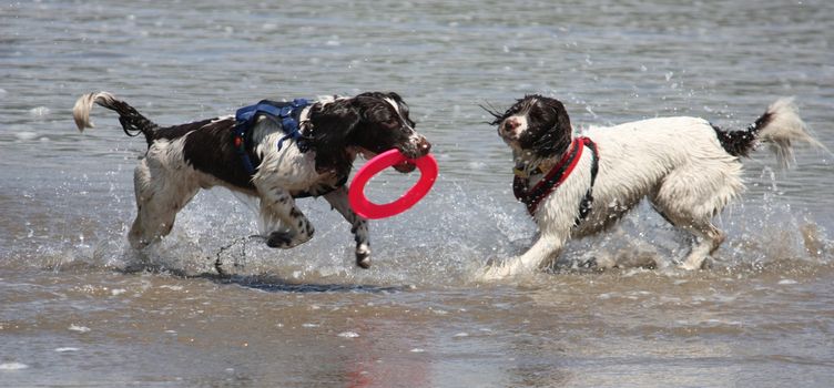 Working type english springer spaniel pet gundog running on a sandy beach;