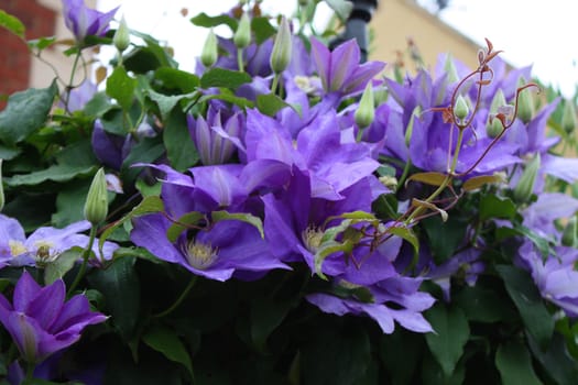 beautiful blue flowering plants