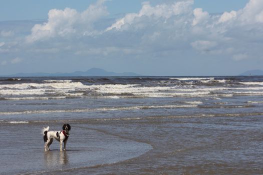 cute working type english springer spaniel playing in the sea