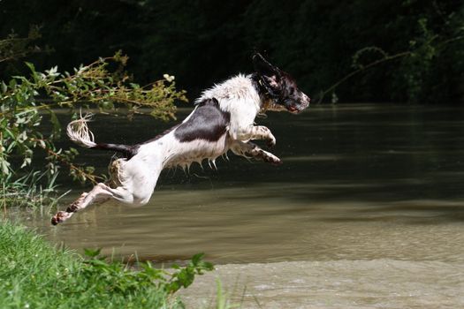 working type english springer spaniel pet gundog jumping into water