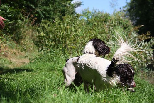 two pretty liver and white working type english springer spaniel pet gundogs