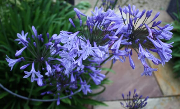 beautiful blue flowering plants