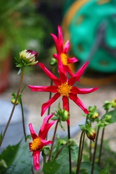 beautiful red flowering dahlia honka