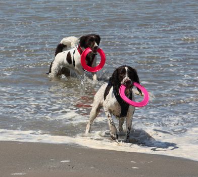 cute working type english springer spaniel playing in the sea