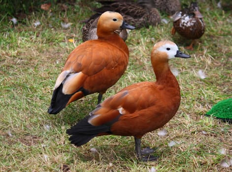 beautiful brown ducks standing together