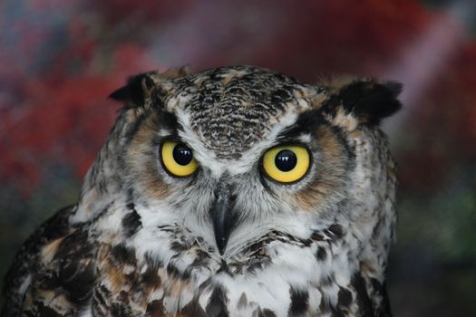 a magnificent eagle owl