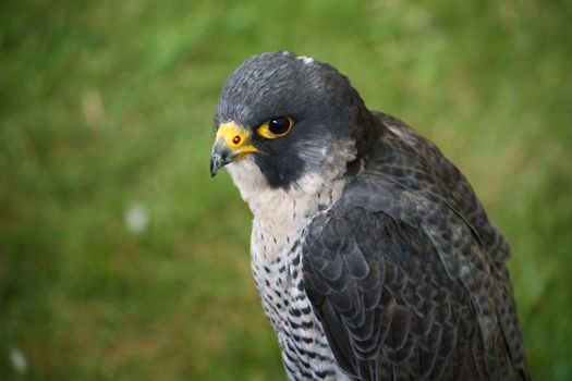 a amgnificent grey and white hawk